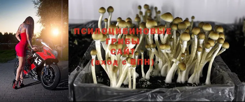 OMG рабочий сайт  Закаменск  Псилоцибиновые грибы GOLDEN TEACHER  наркотики 